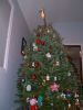 Filename=20051211-201537.jpg
Filesize=89KiB
Dimensions=576x768
Date added=Dec 16, 2005 20051211-201537.jpg